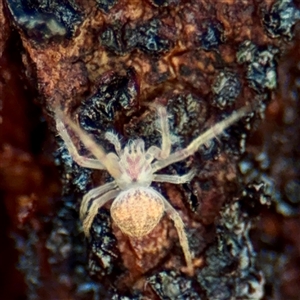 Araneinae (subfamily) at Campbell, ACT - Yesterday by Hejor1