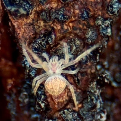 Araneinae (subfamily) at Campbell, ACT - 3 Oct 2025 by Hejor1