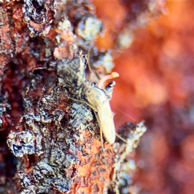 Chironomidae (family) (Non-biting Midge) at Campbell, ACT - Yesterday by Hejor1