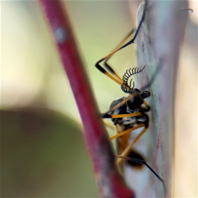 Limoniidae (family) at Campbell, ACT - Yesterday by Hejor1