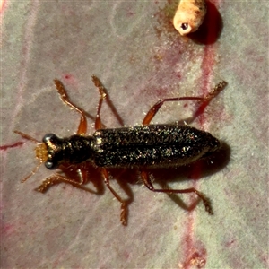 Lemidia subaenea (Clerid beetle) at Campbell, ACT - Yesterday by Hejor1