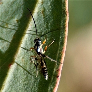Gotra sp. (genus) at Campbell, ACT - Yesterday by Hejor1