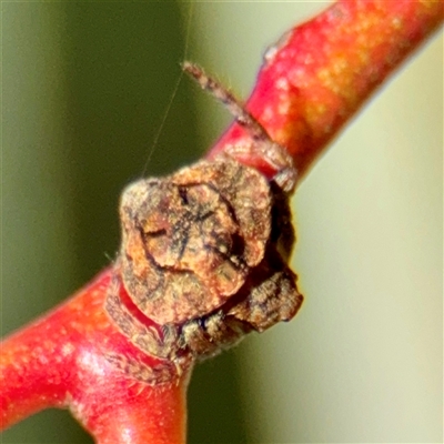Dolophones sp. (genus) (Wrap-around spider) at Campbell, ACT - 3 Oct 2025 by Hejor1