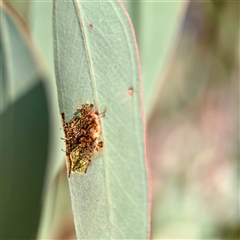 Hypertrophidae (family) (Unidentified Twig Moth) at Campbell, ACT - Yesterday by Hejor1