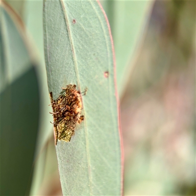 Hypertrophidae (family) (Unidentified Twig Moth) at Campbell, ACT - Yesterday by Hejor1