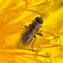 Ephydridae (family) at Campbell, ACT - 3 Oct 2025 by Hejor1