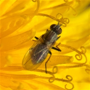 Ephydridae (family) at Campbell, ACT - Yesterday by Hejor1