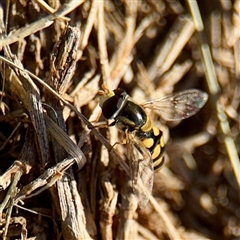 Simosyrphus grandicornis (Common hover fly) at Campbell, ACT - 3 Oct 2025 by Hejor1