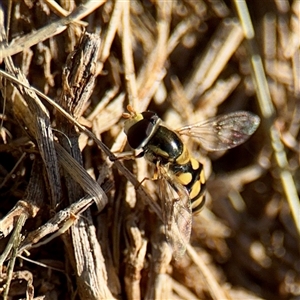Simosyrphus grandicornis (Common hover fly) at Campbell, ACT - Yesterday by Hejor1
