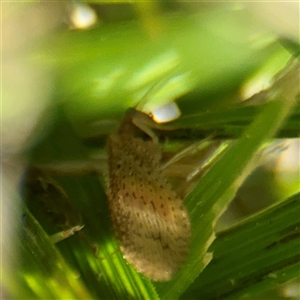 Micromus tasmaniae (Tasmanian Brown Lacewing) at Campbell, ACT - Yesterday by Hejor1