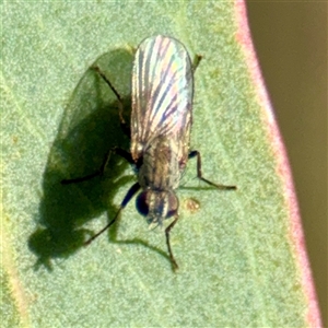 Notiphila (Notiphila) fuscimana at Campbell, ACT - Yesterday by Hejor1