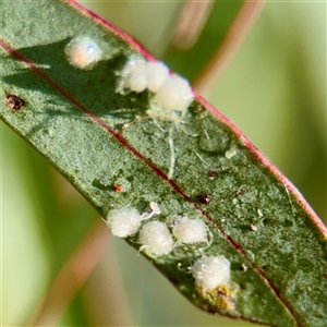 Glycaspis sp. (genus) (Unidentified sugary lerp) at Campbell, ACT - Yesterday by Hejor1