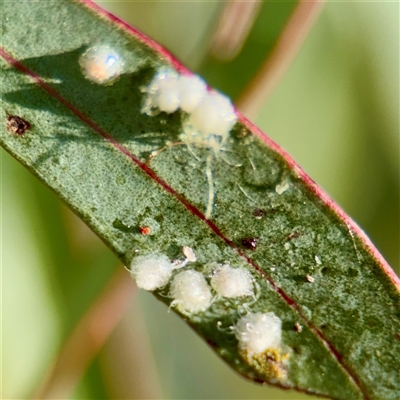 Glycaspis sp. (genus) (Unidentified sugary lerp) at Campbell, ACT - 3 Oct 2025 by Hejor1