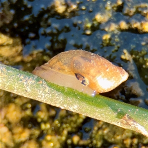 Oxyloma elegans at Campbell, ACT - Yesterday by Hejor1