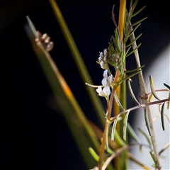 Vicia sp. at Campbell, ACT - 3 Oct 2025 by Hejor1