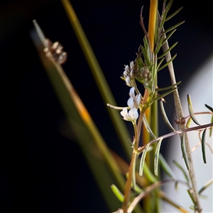 Vicia sp. at Campbell, ACT - Yesterday by Hejor1