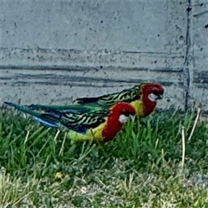 Platycercus eximius (Eastern Rosella) at Campbell, ACT - Yesterday by Hejor1