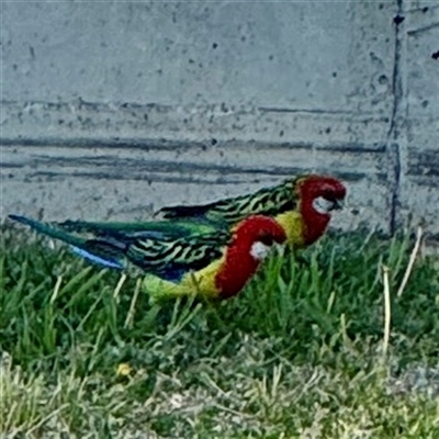 Platycercus eximius (Eastern Rosella) at Campbell, ACT - 3 Oct 2025 by Hejor1