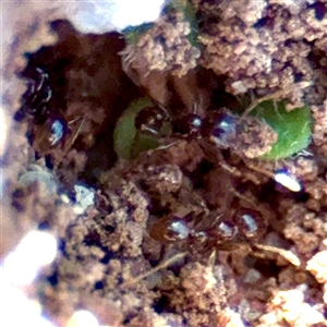 Pheidole sp. (genus) at Campbell, ACT - Yesterday by Hejor1