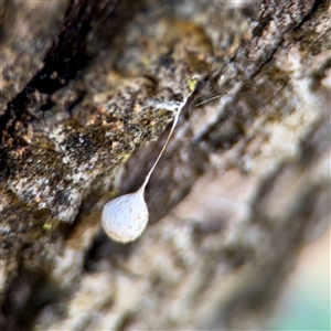 Tamopsis sp. (genus) at Campbell, ACT - Yesterday by Hejor1