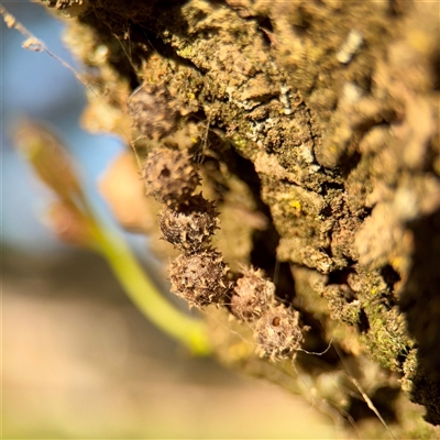 Celaenia calotoides at Campbell, ACT - 3 Oct 2025 by Hejor1