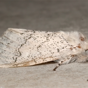 Calliteara pura (Perfect Tussock Moth) at Rosedale, NSW - 15 Sep 2025 by jb2602