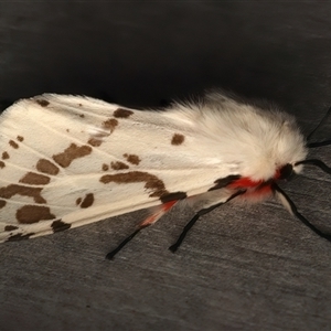 Ardices canescens (Dark-spotted Tiger Moth) at Rosedale, NSW - 15 Sep 2025 by jb2602
