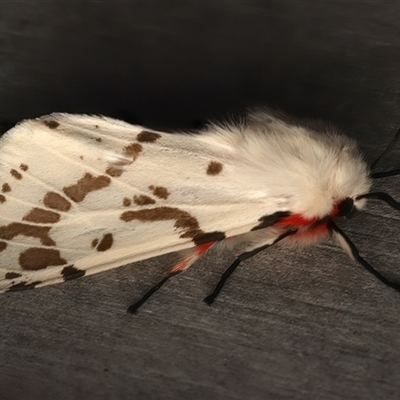 Ardices canescens (Dark-spotted Tiger Moth) at Rosedale, NSW - 15 Sep 2025 by jb2602