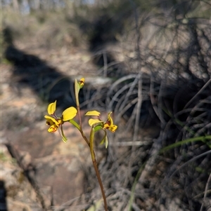 Diuris chryseopsis at Aranda, ACT - Yesterday by WalterEgo