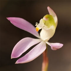 Caladenia catenata (White Fingers) at Worrigee, NSW - 1 Sep 2025 by RobG1