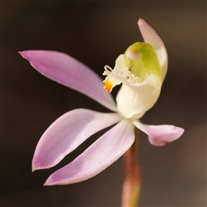 Caladenia catenata (White Fingers) at Worrigee, NSW - 1 Sep 2025 by RobG1