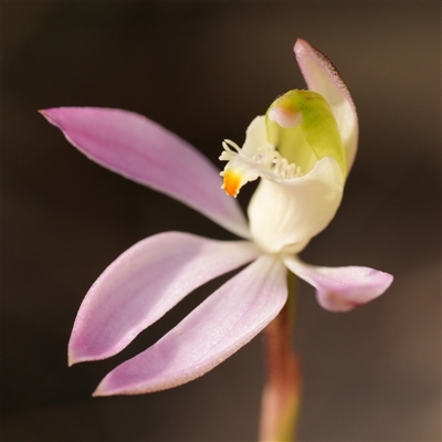 Caladenia catenata (White Fingers) at Worrigee, NSW - 1 Sep 2025 by RobG1