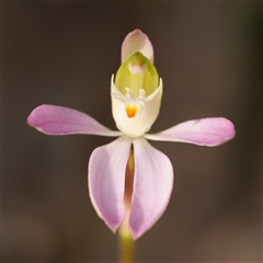 Caladenia catenata at Worrigee, NSW - suppressed