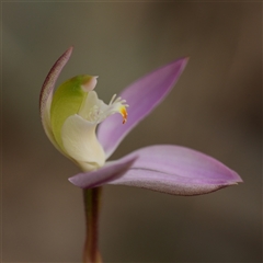 Caladenia catenata at Worrigee, NSW - suppressed