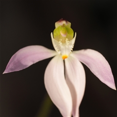 Caladenia catenata at Worrigee, NSW - suppressed