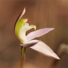 Caladenia catenata at Worrigee, NSW - suppressed