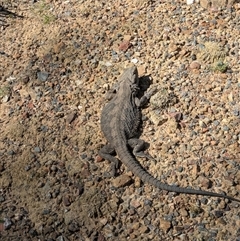 Pogona barbata (Eastern Bearded Dragon) at Aranda, ACT - 3 Oct 2025 by WalterEgo