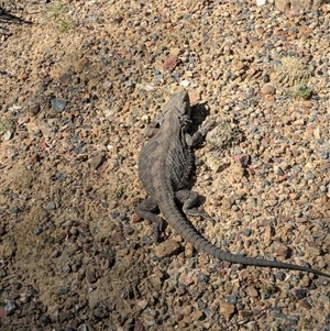 Pogona barbata at Aranda, ACT - Yesterday by WalterEgo