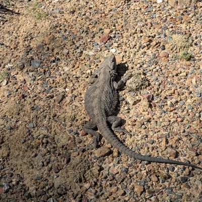 Pogona barbata (Eastern Bearded Dragon) at Aranda, ACT - 3 Oct 2025 by WalterEgo