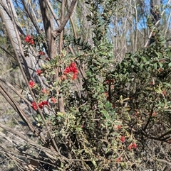 Grevillea alpina at Aranda, ACT - 3 Oct 2025 by WalterEgo