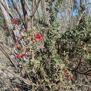 Grevillea alpina at Aranda, ACT - Yesterday by WalterEgo