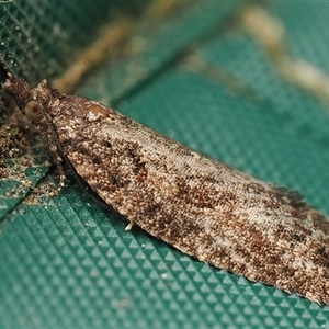 Capua intractana (A Tortricid moth) by debhart