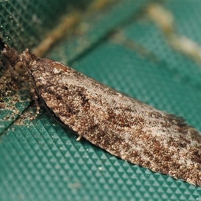 Capua intractana (A Tortricid moth) at  - suppressed by debhart