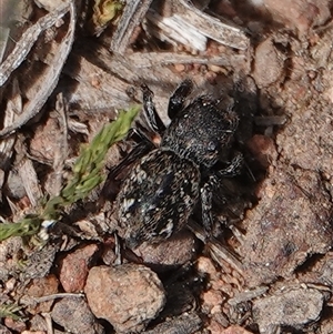Bianor maculatus at Hall, ACT - Yesterday by Anna123