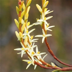 Symphionema paludosum at Vincentia, NSW - 1 Sep 2025 by RobG1