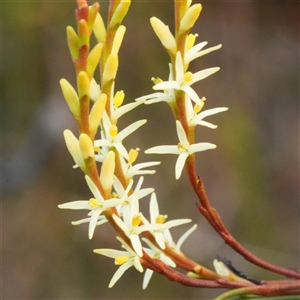 Symphionema paludosum at Vincentia, NSW - 1 Sep 2025 by RobG1