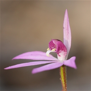 Caladenia hillmanii (Purple Heart Orchid) at Vincentia, NSW - 1 Sep 2025 by RobG1