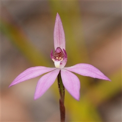 Caladenia hillmanii at Vincentia, NSW - suppressed