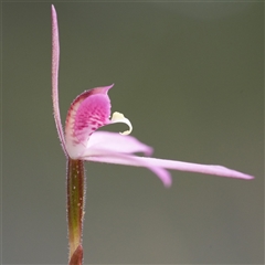 Caladenia hillmanii at Vincentia, NSW - suppressed