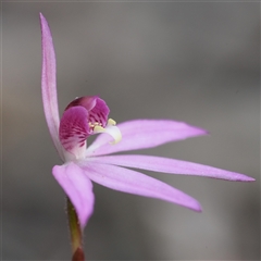 Caladenia hillmanii at Vincentia, NSW - suppressed